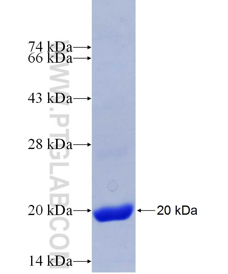 EOMES fusion protein Ag29939 SDS-PAGE