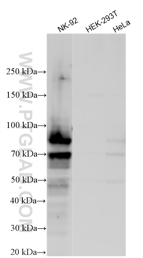 WB analysis using 33826-1-AP Western Blot (WB) analysis of various lysates using EOMES/TBR2 Polyclonal antibody (33826-1-AP)