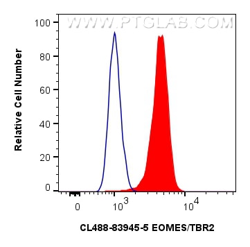 1x10^6 Jurkat cells were intracellularly stained with 0.4 ug CoraLite® Plus 488-conjugated EOMES/TBR2 Recombinant monoclonal antibody (CL488-83945-5, Clone:241036D9)(red), or 0.4 ug CoraLite® Plus 488 Rabbit IgG Isotype Control RecAb (CL488-98136, Clone: 240953C9) (blue). Cells were fixed and permeabilized with Transcription Factor Staining Buffer Kit (PF00011). Flow cytometry (FC) experiment of Jurkat cells using CoraLite® Plus 488-conjugated EOMES/TBR2 Recombina (CL488-83945-5)