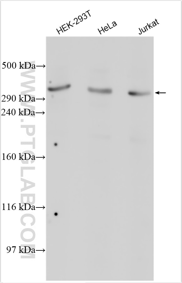Western Blot (WB) analysis of various lysates using p300 Polyclonal antibody (20695-1-AP)