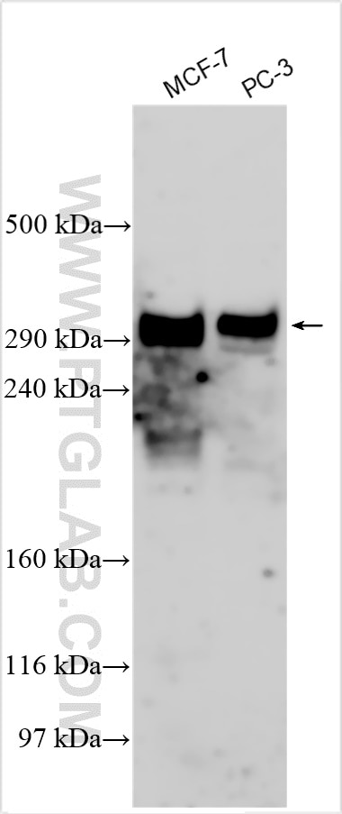 Western Blot (WB) analysis of various lysates using p300 Polyclonal antibody (20695-1-AP)