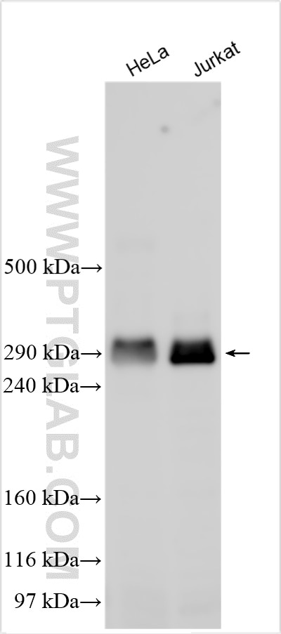 Western Blot (WB) analysis of various lysates using p300 Polyclonal antibody (20695-1-AP)