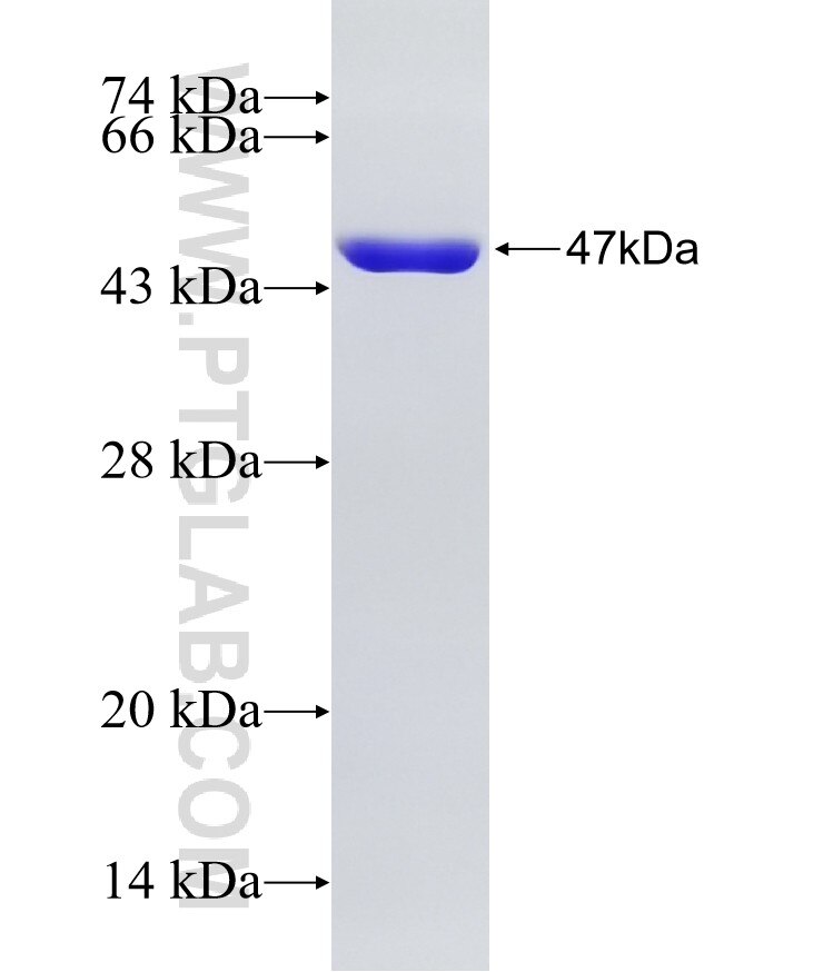 EP300 fusion protein Ag26765 SDS-PAGE