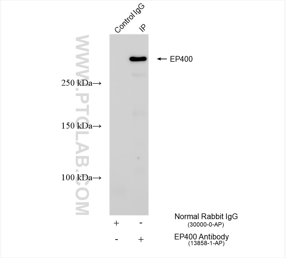 Immunoprecipitation (IP) experiment of HEK-293 cells using EP400 Polyclonal antibody (13858-1-AP)