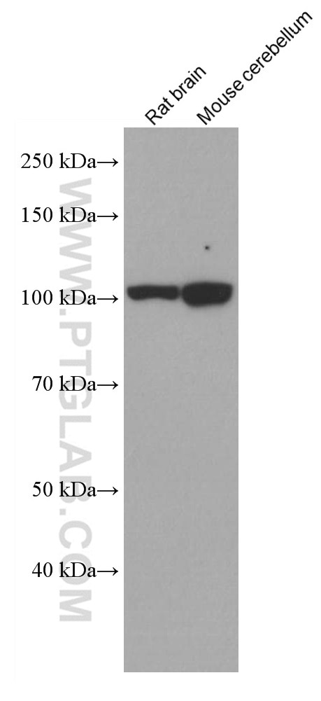 Western Blot (WB) analysis of various lysates using EPAC2 Monoclonal antibody (67044-1-Ig)