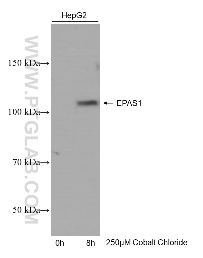Western Blot (WB) analysis of HepG2 cells using HIF2α/EPAS1 Monoclonal antibody (66731-1-Ig)