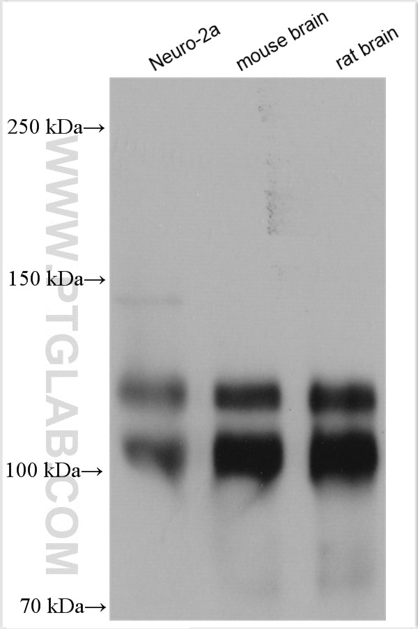 Western Blot (WB) analysis of various lysates using EPB41L1 Polyclonal antibody (13440-1-AP)
