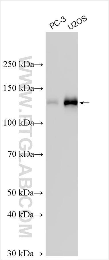 WB analysis using 10719-1-AP