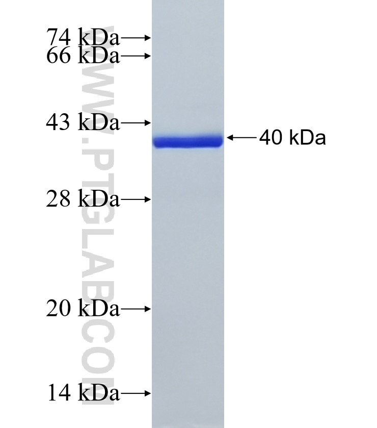 EPB41L3 fusion protein Ag1089 SDS-PAGE