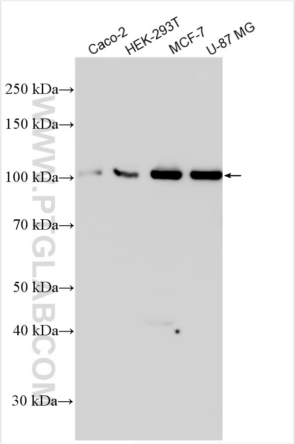 Western Blot (WB) analysis of various lysates using EPB41L4B Polyclonal antibody (31669-1-AP)