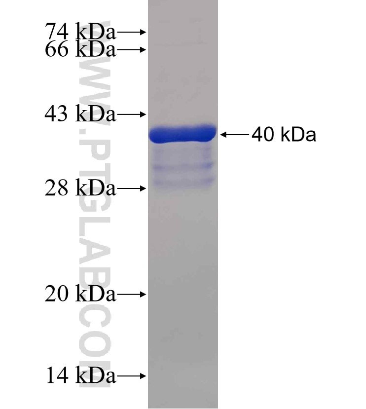 EPB41L5 fusion protein Ag30300 SDS-PAGE