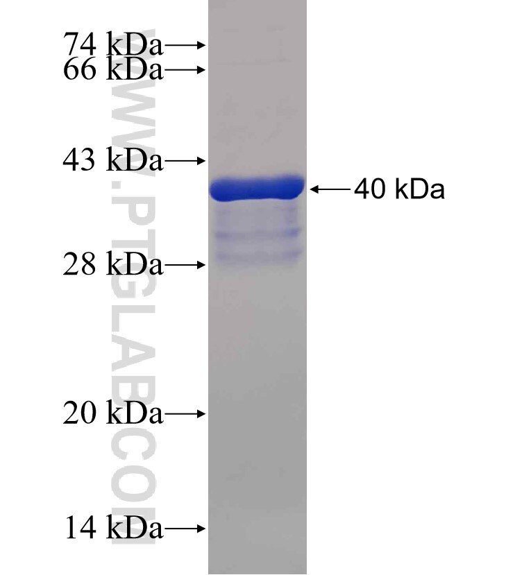 EPB41L5 fusion protein Ag30300 SDS-PAGE