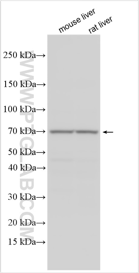 Western Blot (WB) analysis of various lysates using EPB42 Polyclonal antibody (27443-1-AP)