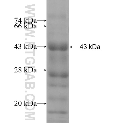EPC2 fusion protein Ag12739 SDS-PAGE
