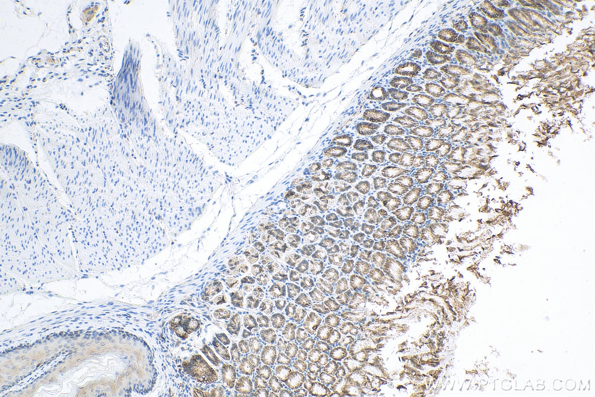 Immunohistochemistry (IHC) staining of mouse stomach tissue using EPCAM/CD326 Polyclonal antibody (21050-1-AP)