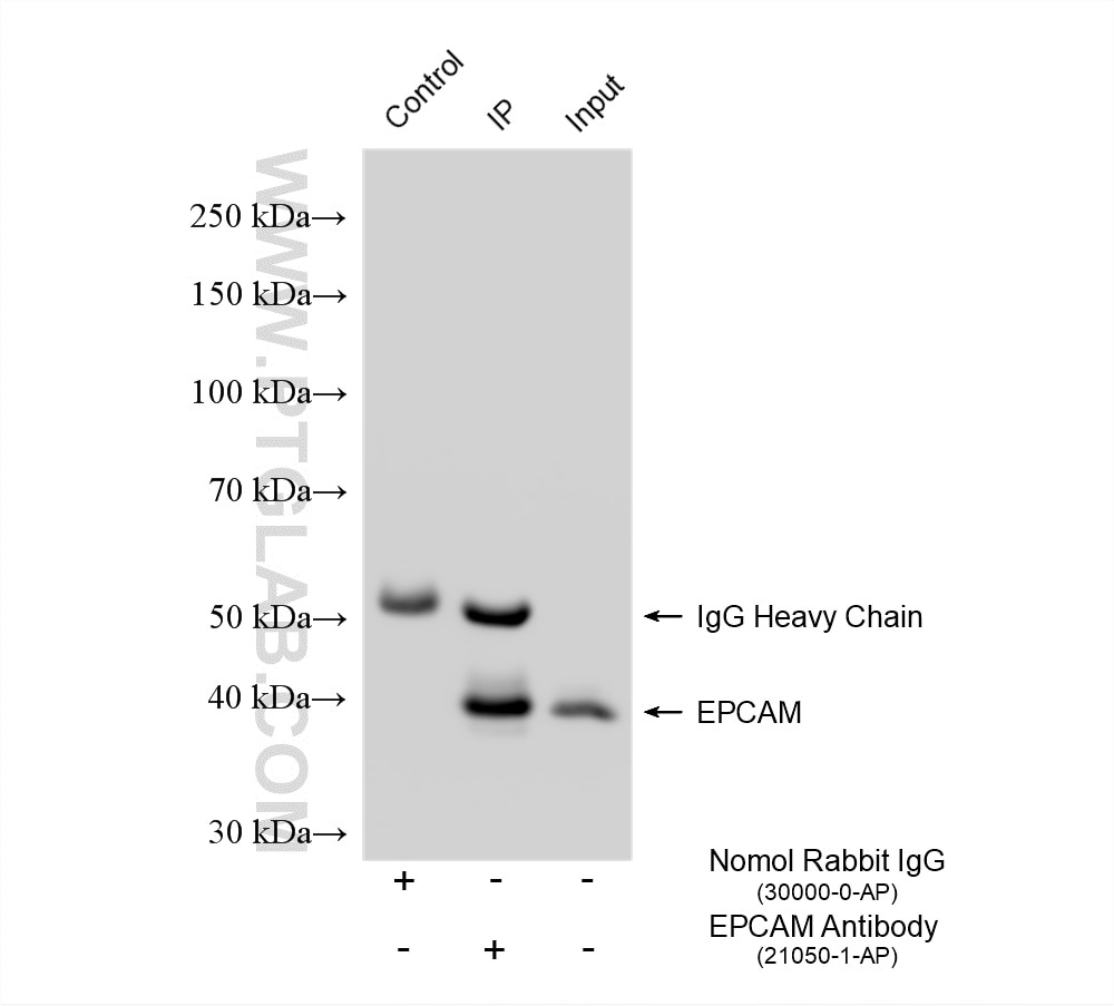 Immunoprecipitation (IP) experiment of A431 cells using EPCAM/CD326 Polyclonal antibody (21050-1-AP)