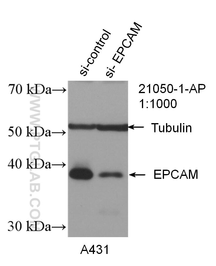 Western Blot (WB) analysis of A431 cells using EPCAM/CD326 Polyclonal antibody (21050-1-AP)