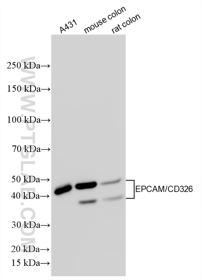 WB analysis using 21050-1-AP Western Blot (WB) analysis of various lysates using EPCAM/CD326 Polyclonal antibody (21050-1-AP)