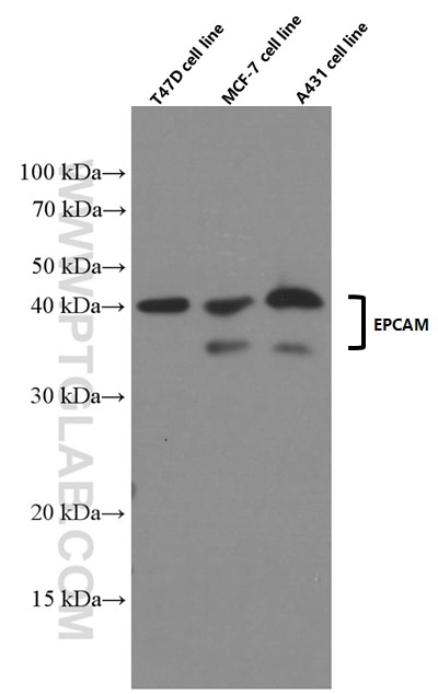 Western Blot (WB) analysis of T-47D cells using EPCAM/CD326 Monoclonal antibody (66316-1-Ig)