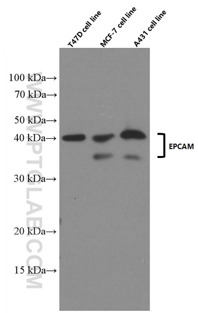 WB analysis of T-47D using 66316-1-Ig