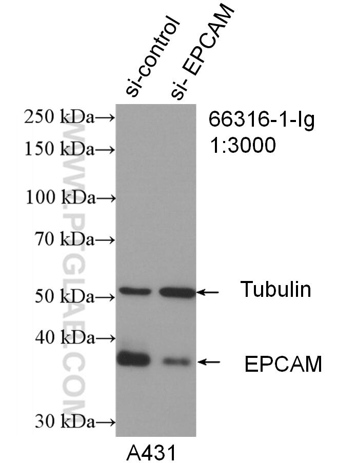 Western Blot (WB) analysis of A431 cells using EPCAM/CD326 Monoclonal antibody (66316-1-Ig)