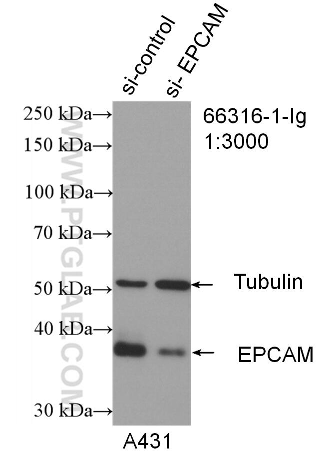 WB analysis of A431 using 66316-1-Ig