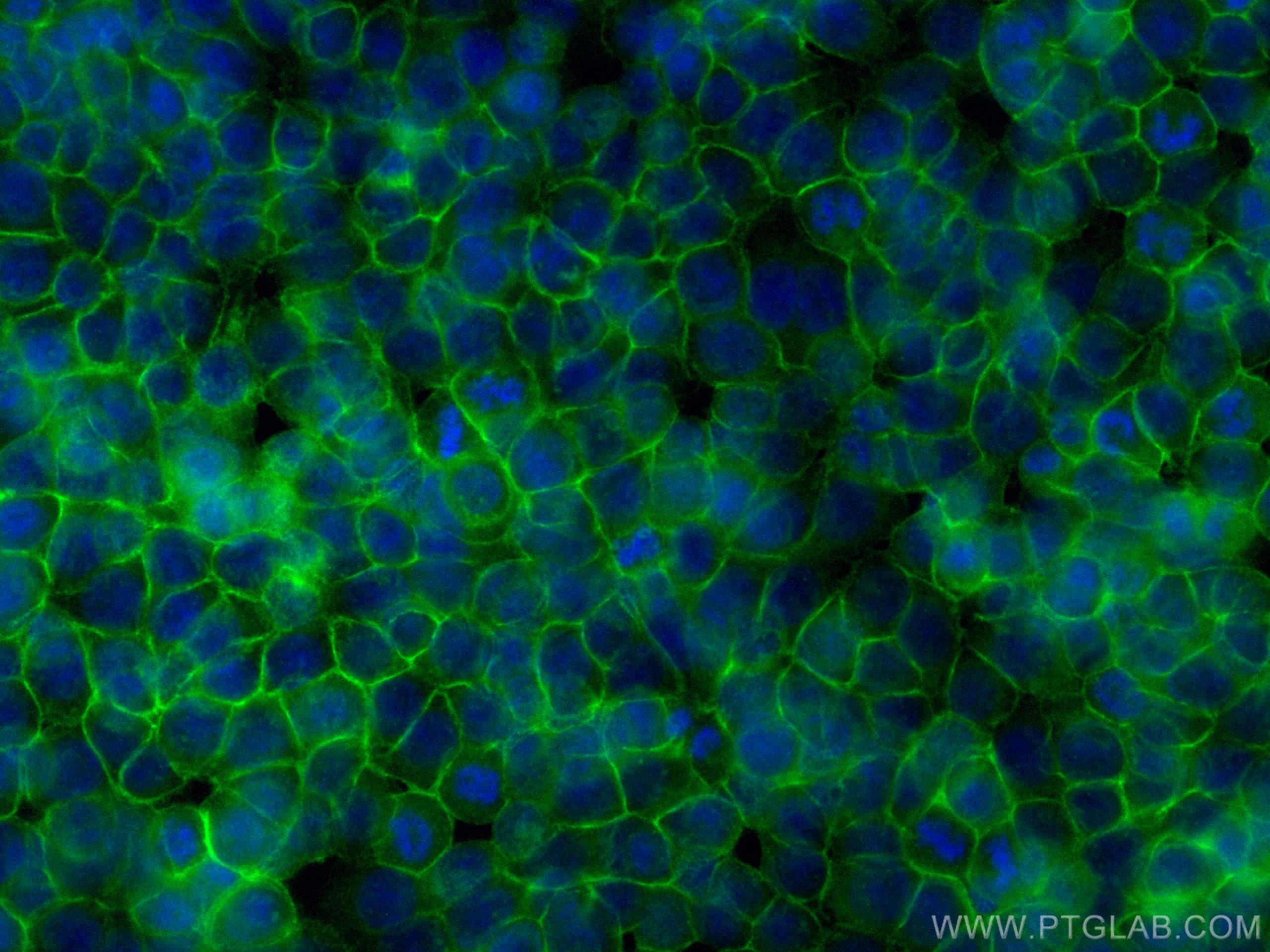 Immunofluorescence (IF) / fluorescent staining of HT-29 cells using CoraLite® Plus 488-conjugated EPCAM/CD326 Monoclon (CL488-66316)