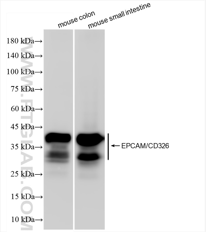 Western Blot (WB) analysis of various lysates using EPCAM/CD326 Recombinant antibody (84490-2-RR)