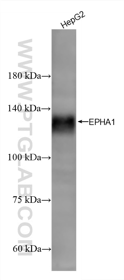 Western Blot (WB) analysis of HepG2 cells using EPHA1 Recombinant monoclonal antibody (87362-1-RR)