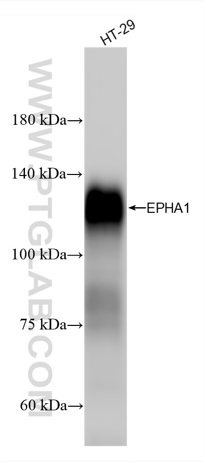 Western Blot (WB) analysis of HT-29 cells using EPHA1 Recombinant monoclonal antibody (87362-1-RR)
