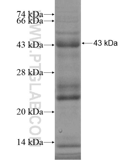 EPHA1 fusion protein Ag19063 SDS-PAGE
