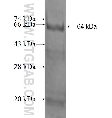 EPHA2 fusion protein Ag2221 SDS-PAGE