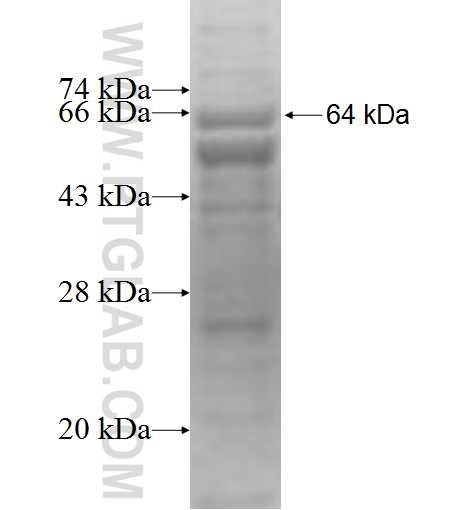 EPHA3 fusion protein Ag5229 SDS-PAGE