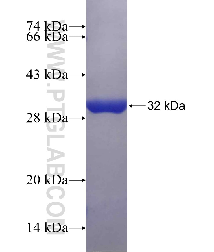 EPHA4 fusion protein Ag30226 SDS-PAGE