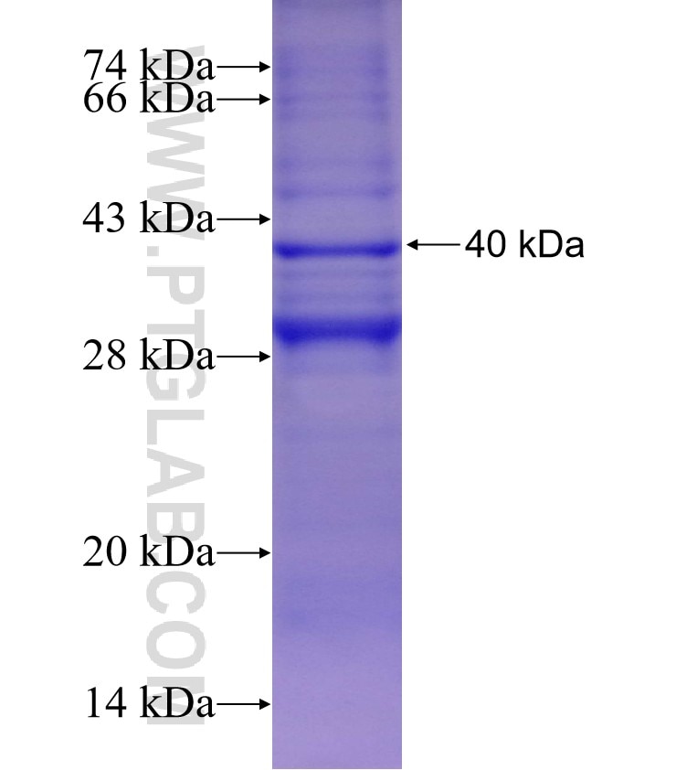EPHA4 fusion protein Ag16233 SDS-PAGE