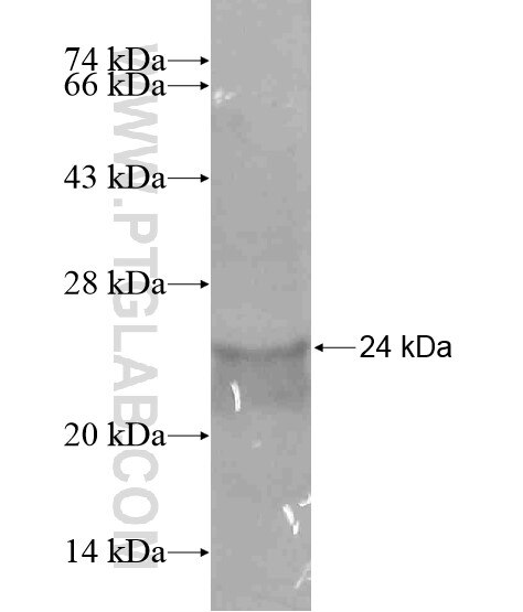 EPHA4 fusion protein Ag19101 SDS-PAGE