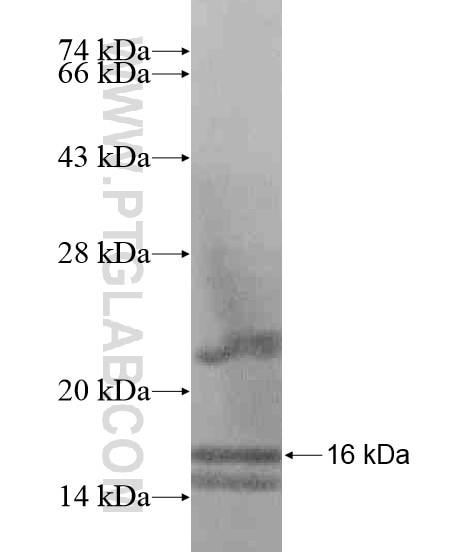 EPHA6 fusion protein Ag19871 SDS-PAGE