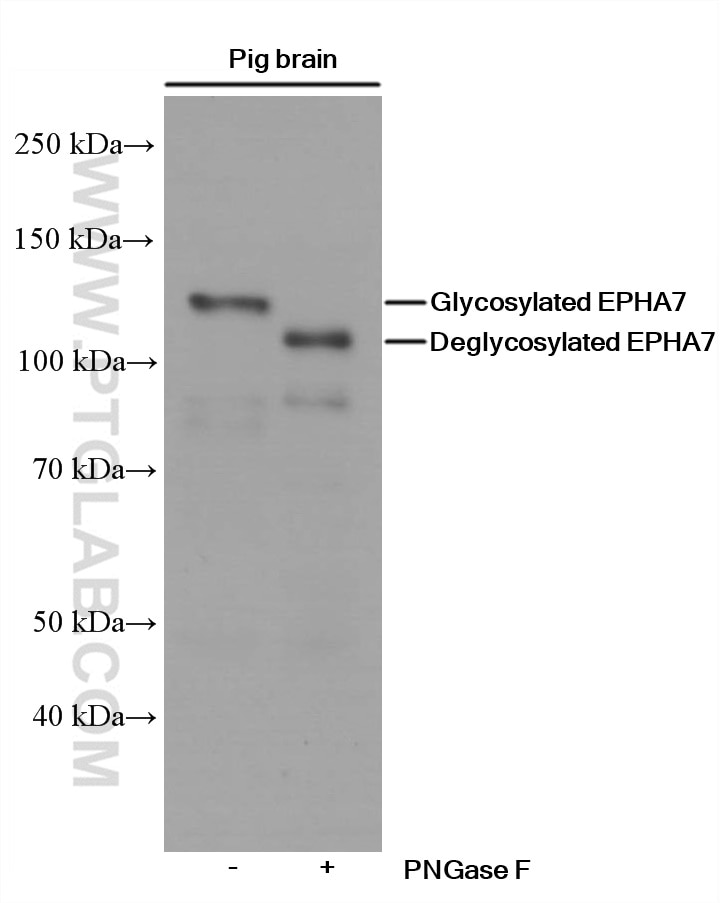 Western Blot (WB) analysis of pig brain tissue using EPHA7 Monoclonal antibody (66667-1-Ig)