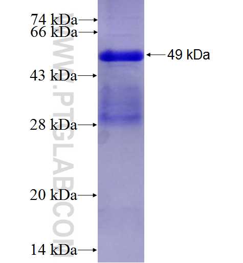 EPHA7 fusion protein Ag27387 SDS-PAGE