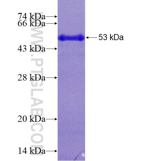 EPHA7 fusion protein Ag3813 SDS-PAGE