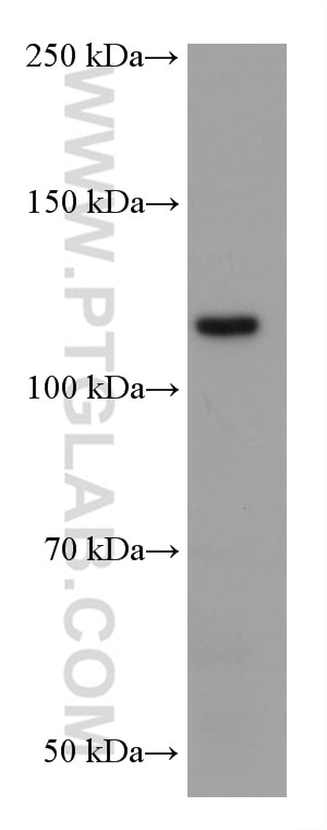 Western Blot (WB) analysis of mouse cerebellum tissue using EPHB1 Monoclonal antibody (67080-1-Ig)