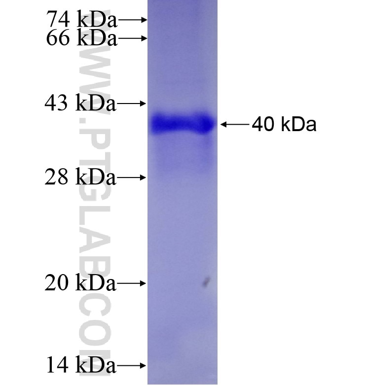 EPHB1 fusion protein Ag16347 SDS-PAGE