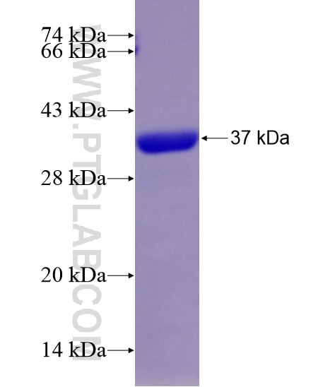 EPHB2 fusion protein Ag28786 SDS-PAGE