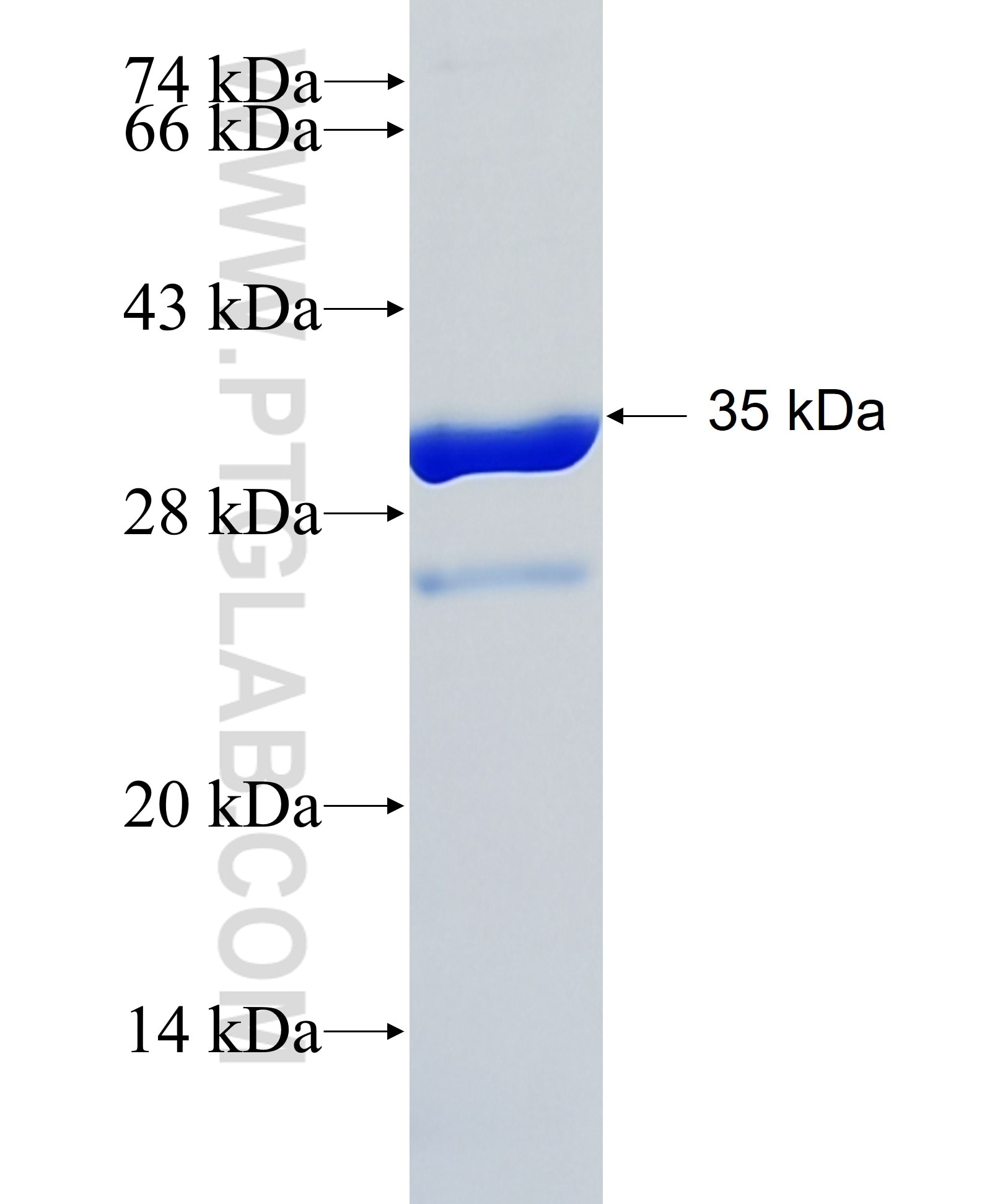 EPHB2 fusion protein Ag28786 SDS-PAGE