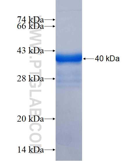 EPHB2 fusion protein Ag16088 SDS-PAGE