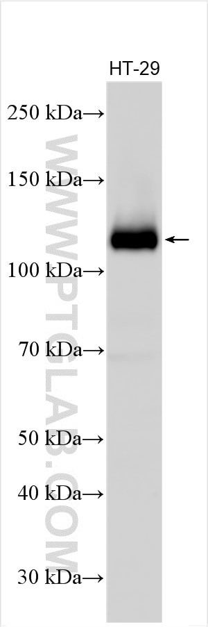 Western Blot (WB) analysis of various lysates using EPHB4 Polyclonal antibody (20883-1-AP)