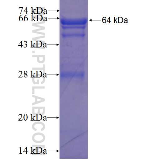 EPHB4 fusion protein Ag10033 SDS-PAGE