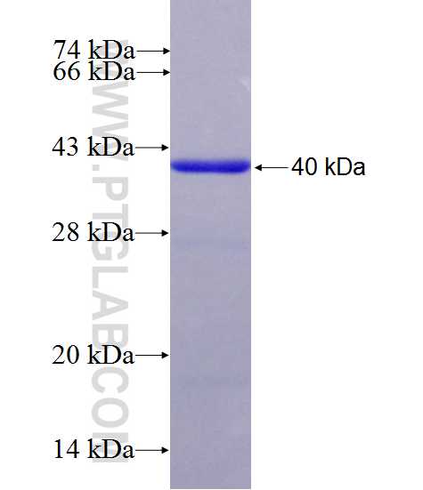 EPHB4 fusion protein Ag10042 SDS-PAGE