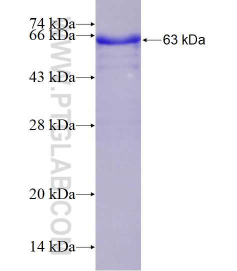 EPHB4 fusion protein Ag16017 SDS-PAGE