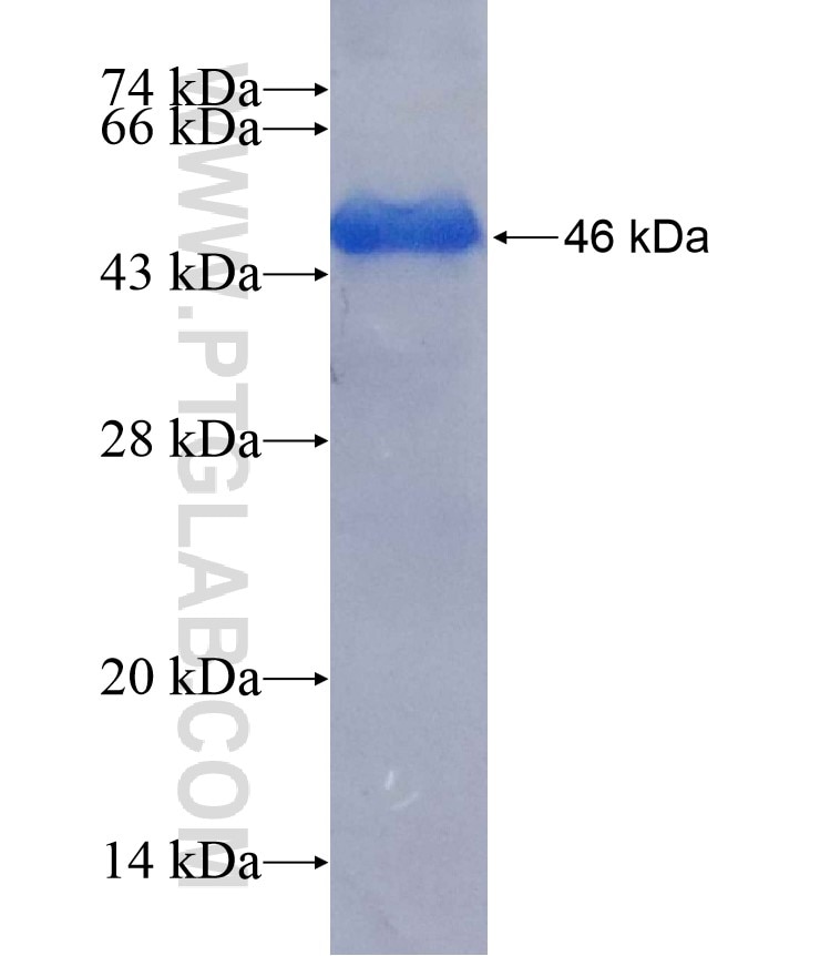 EPHB4 fusion protein Ag16996 SDS-PAGE